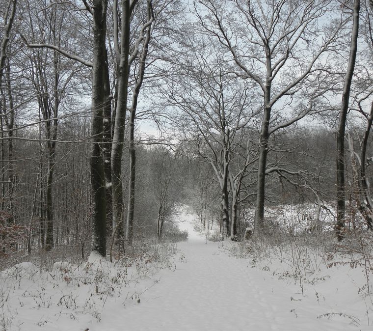 habichtswald-naturpark-winter.jpg